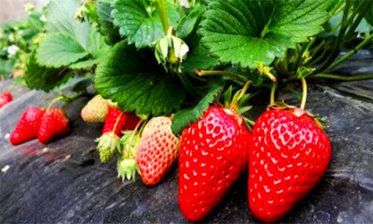 草莓在哪个季节的时候吃