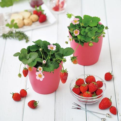 草莓树脂盆栽价格多少