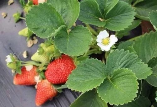 草莓植株多少钱