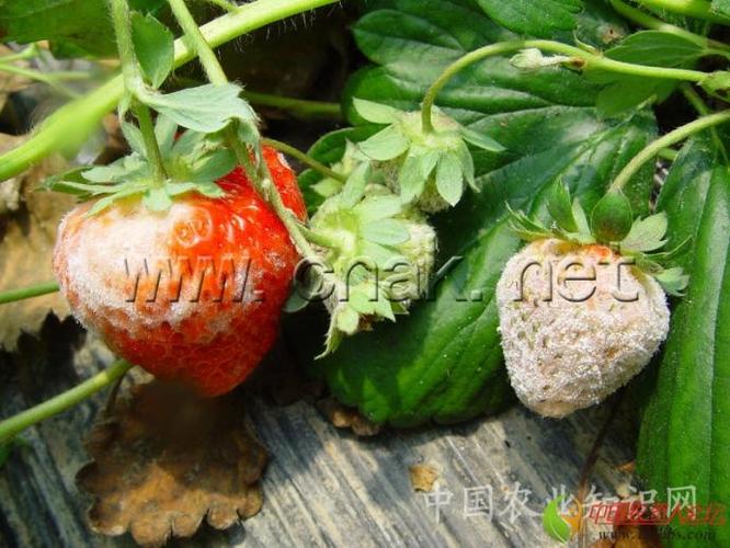草莓成熟后有哪些病害