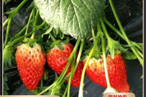 草莓多少天可以种植成功